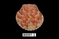 藏品(海扇蛤)的圖片